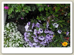 Flowers on the streets of Anchorage
