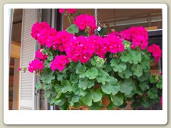 Flowers on the streets of Anchorage