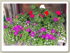 Flowers on the streets of Anchorage