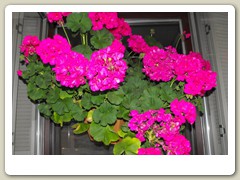 Flowers on the streets of Anchorage