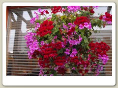 Flowers on the streets of Anchorage