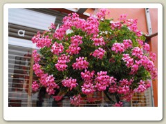 Flowers on the streets of Anchorage