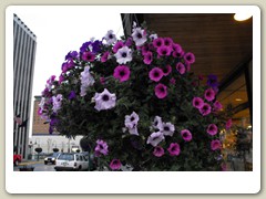 Flowers on the streets of Anchorage