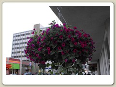 Flowers on the streets of Anchorage