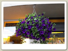 Flowers on the streets of Anchorage