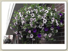 Flowers on the streets of Anchorage