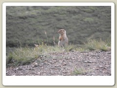 Ground squirrel
