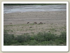 Caribou