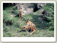 Fox den by the road