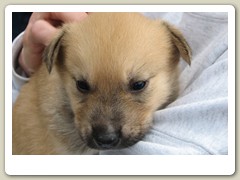 Close-up of the pup
