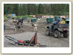 Hooking the huskies to a 4-wheel ATV that is used to train the dogs
