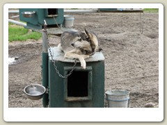 A husky relaxing