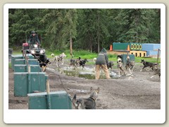The huskies pulling the ATV back to the kennels