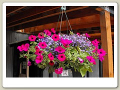 Flowers around the gold dredge