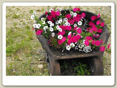 Flowers around the gold dredge