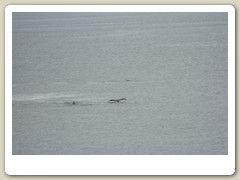 Sailing along Candian coast - only whale seen