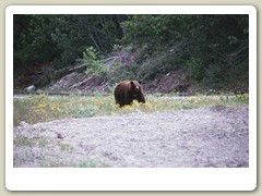 First sighting of a bear