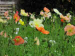 flowers-01.jpg (72236 bytes)