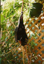 bat.jpg (33607 bytes)