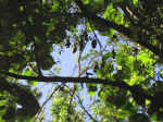 bats-01.jpg (102633 bytes)