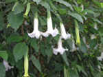 flowers-01.jpg (77267 bytes)
