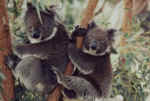 koala01.jpg (61452 bytes)
