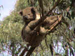 koala03.jpg (85402 bytes)