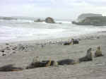 seal_beach-09.jpg (62696 bytes)