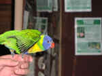 animals-16.jpg (46802 bytes)