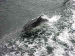 dolphins-01.jpg (93327 bytes)