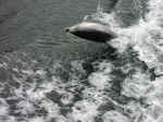 dolphins-05.jpg (87142 bytes)