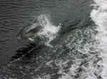 dolphins-09.jpg (86189 bytes)