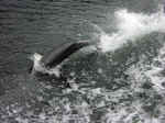 dolphins-10.jpg (92071 bytes)