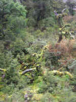 wilderness-03.jpg (60788 bytes)