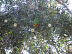 Botanical-08.jpg (114087 bytes)