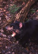 devil-05.jpg (44526 bytes)