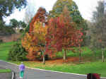gardens-05.jpg (172619 bytes)