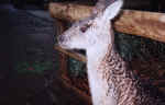 kangaroo01.jpg (54965 bytes)