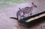 kangaroo02.jpg (64901 bytes)