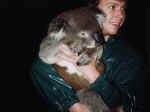 koala03.jpg (43119 bytes)
