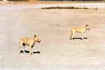 dingoes-01.jpg (67491 bytes)