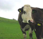 P4140053.jpg (40089 bytes)