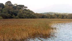 Reedbed, an important habitat on the fringe of Lough Leane (photo Paudie O'Leary)