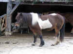 iceland horse01.JPG (73886 bytes)