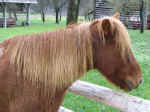 iceland horse02.JPG (101253 bytes)