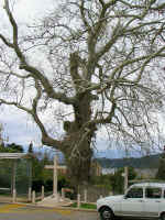 plane tree02.jpg (166869 bytes)