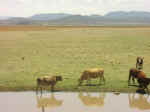 cows01.jpg (51813 bytes)