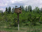 orchard.jpg (93012 bytes)