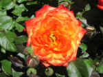 rose01.jpg (65095 bytes)