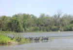 river float11.jpg (55884 bytes)